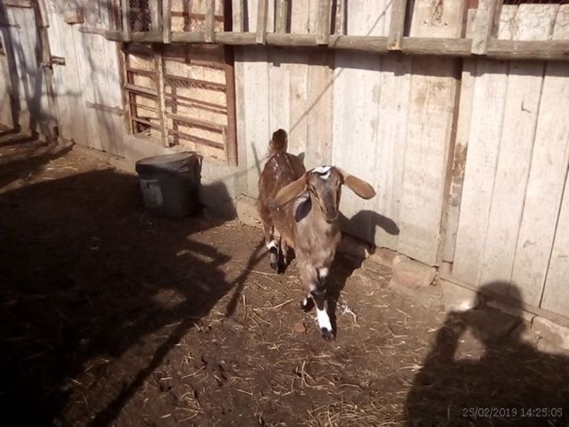  - e --- ieduta steluta