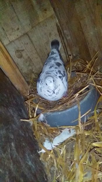  - Pereche de porumbei pietraini