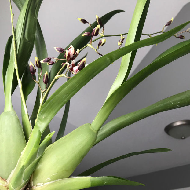  - Plante de interior 2019