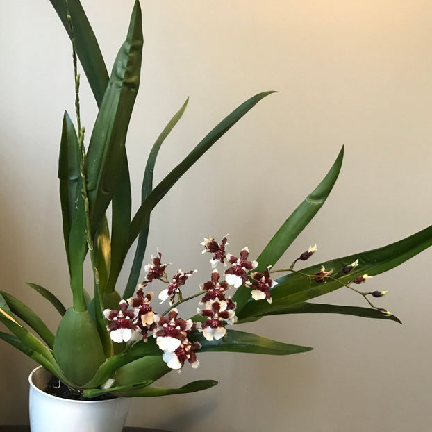  - Plante de interior 2019