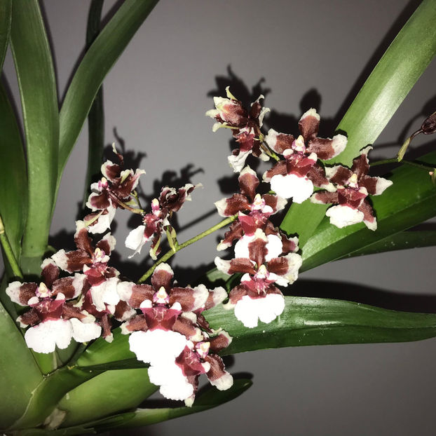  - Plante de interior 2019