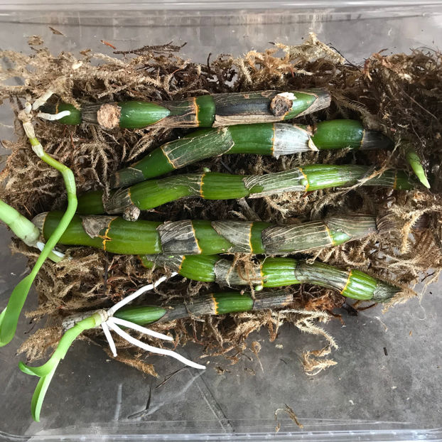  - Plante de interior 2019