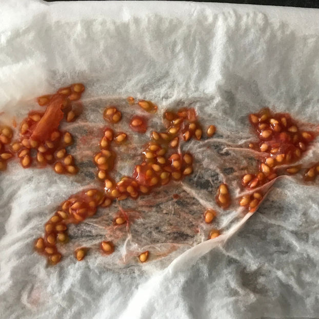 Sugar Bombs - Jurnalul gradinii 2019