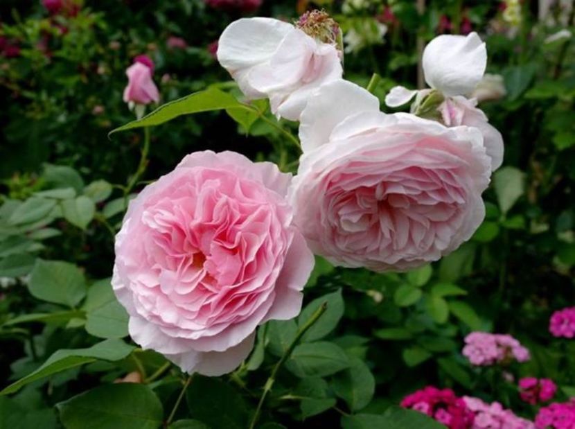 gartentraume- 2 - GARTENTRAUME