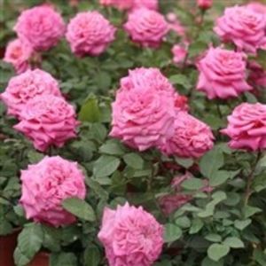 Ashley-Floribunda PL - achizitii trandafiri primavara 2019