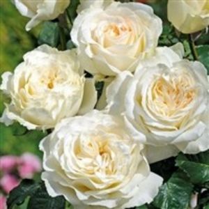 Irina-Floribunda PL - achizitii trandafiri primavara 2019