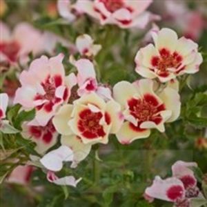 Pastell Babylon ice-Floribunda PL - achizitii trandafiri primavara 2019