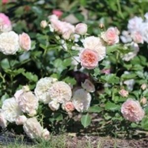 Pastella-Floribunda PL - achizitii trandafiri primavara 2019