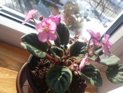  - ZZZ MICHELE out of collection