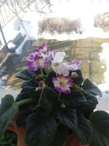  - ZZZ Optimara Dali out of collection