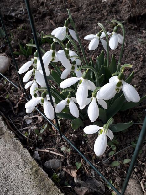 Continua sa fie frumosi - a-primavara-2019