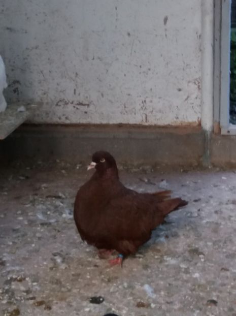  - mondaini francezi 2018 - 2019