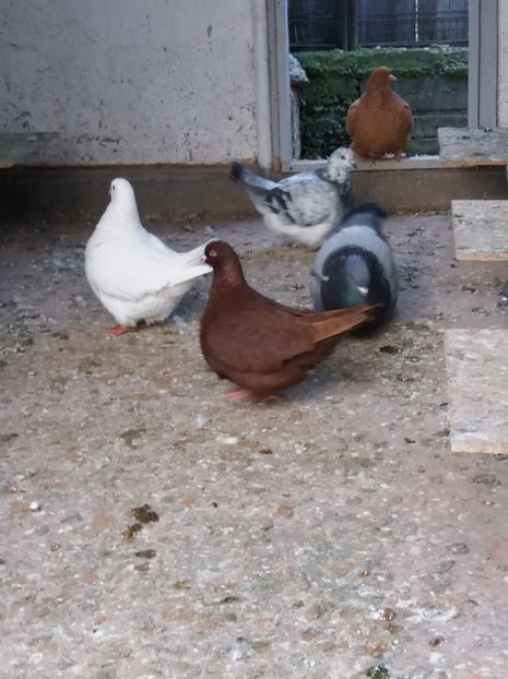  - mondaini francezi 2018 - 2019