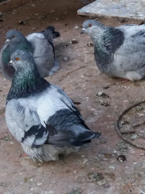  - mondaini francezi 2018 - 2019