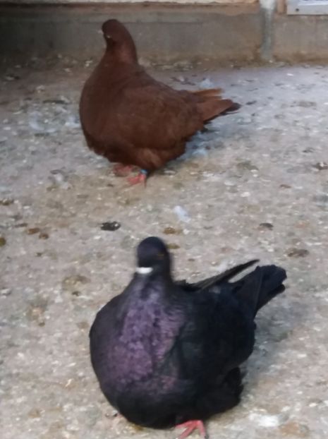  - mondaini francezi 2018 - 2019