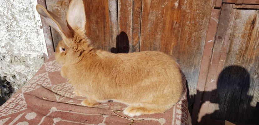  - 00 Poze iepuri februarie 2019