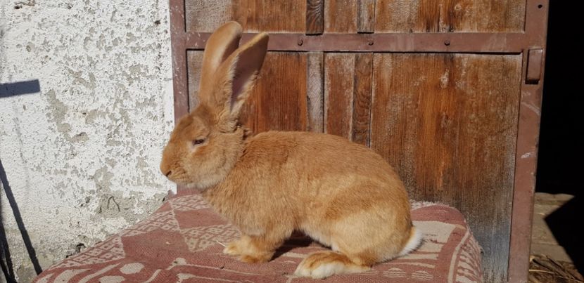  - 00 Poze iepuri februarie 2019