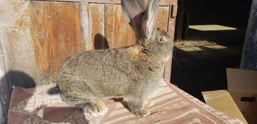  - 00 Poze iepuri februarie 2019