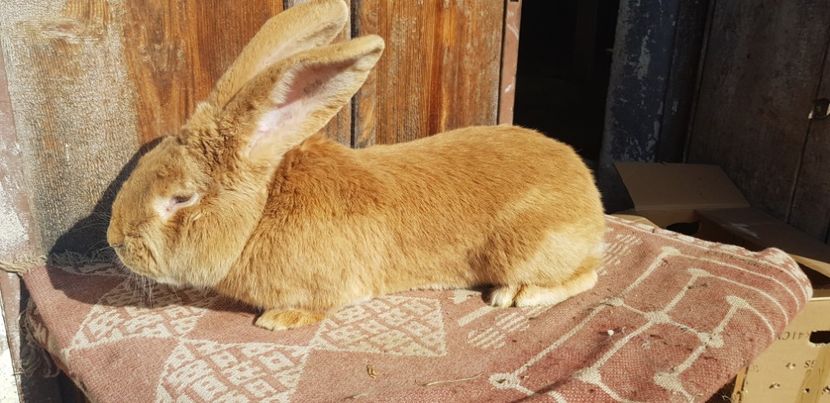  - 00 Poze iepuri februarie 2019