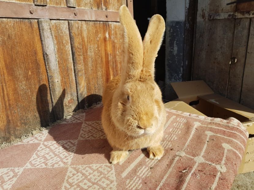  - 00 Poze iepuri februarie 2019