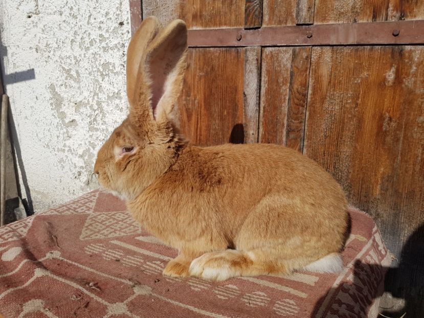  - 00 Poze iepuri februarie 2019