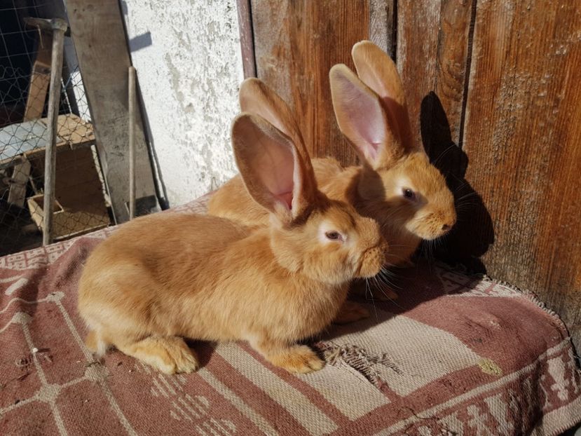  - 00 Poze iepuri februarie 2019