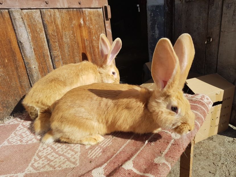  - 00 Poze iepuri februarie 2019