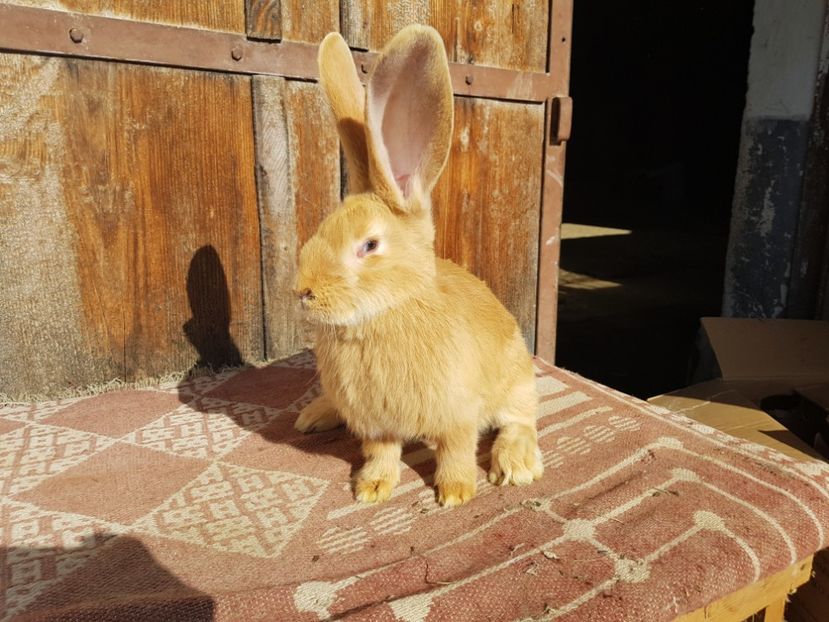  - 00 Poze iepuri februarie 2019