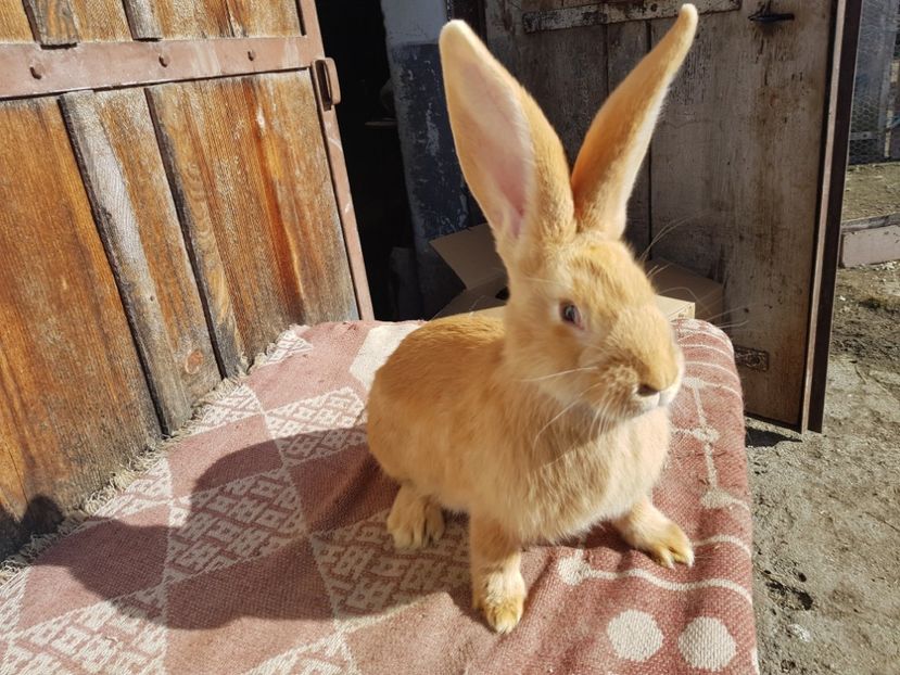  - 00 Poze iepuri februarie 2019