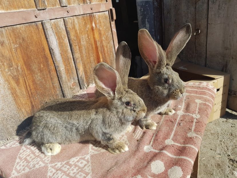  - 00 Poze iepuri februarie 2019