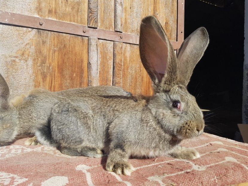  - 00 Poze iepuri februarie 2019