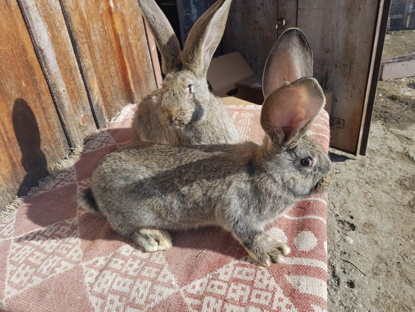  - 00 Poze iepuri februarie 2019