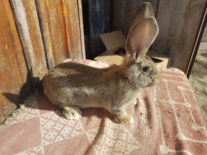  - 00 Poze iepuri februarie 2019