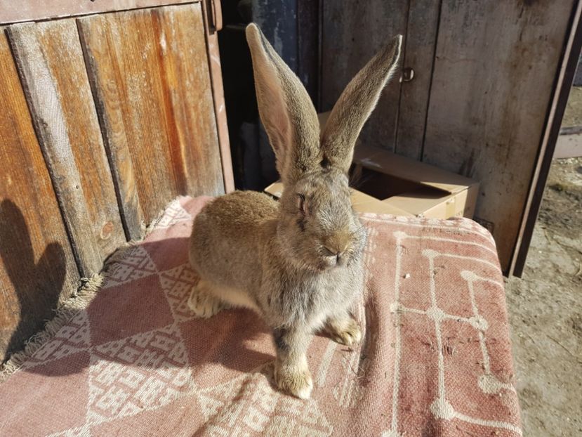  - 00 Poze iepuri februarie 2019