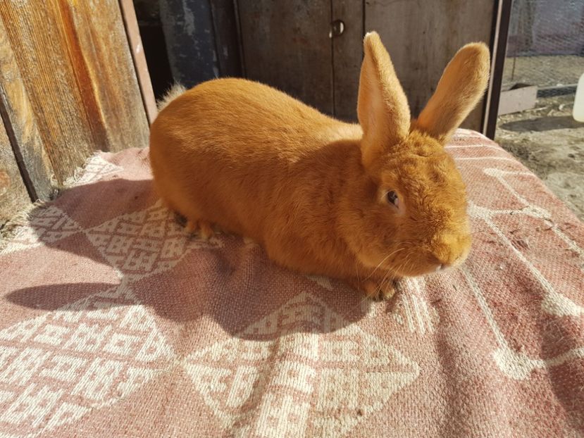  - 00 Poze iepuri februarie 2019