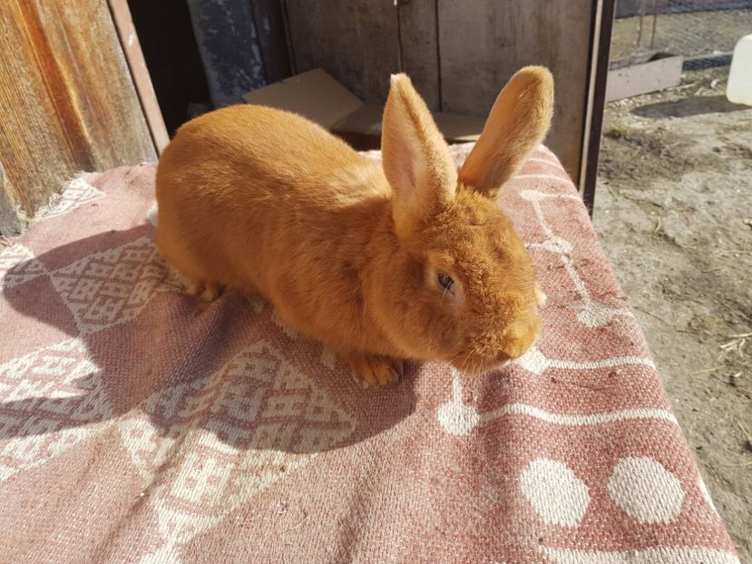  - 00 Poze iepuri februarie 2019