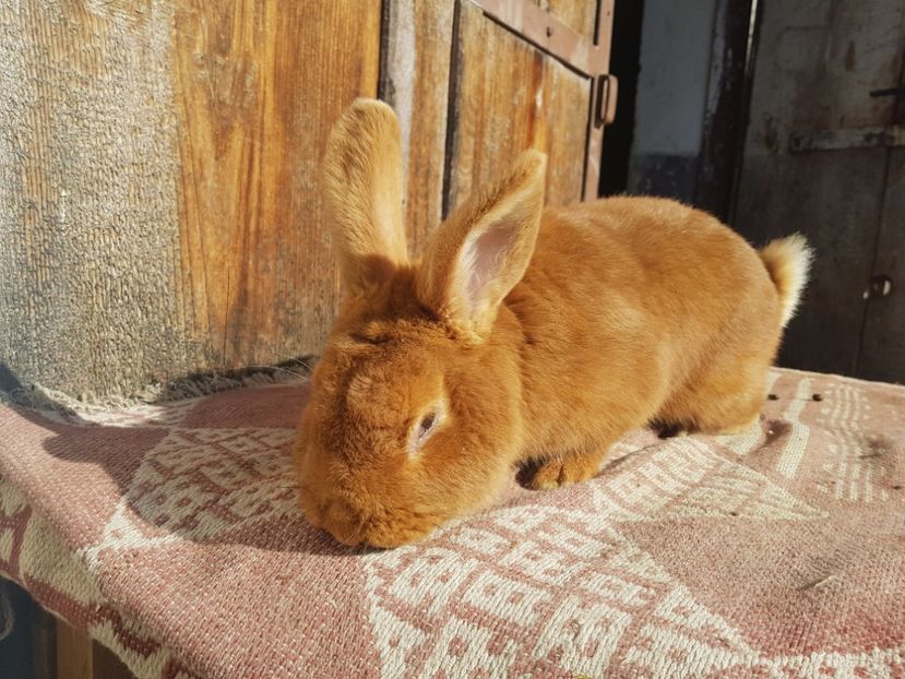  - 00 Poze iepuri februarie 2019