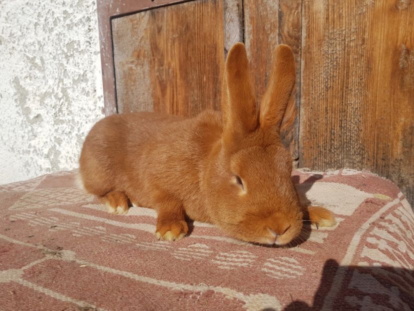  - 00 Poze iepuri februarie 2019