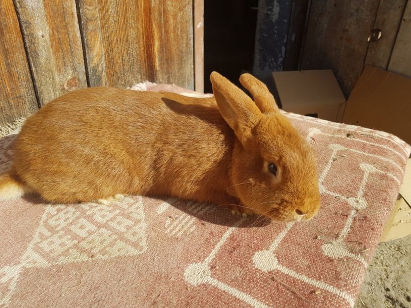  - 00 Poze iepuri februarie 2019