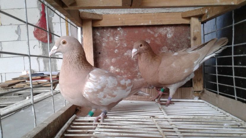  - De vanzare meulemans pe galben si pe rosu