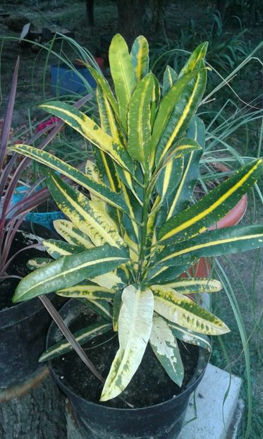 Croton - plante de interior