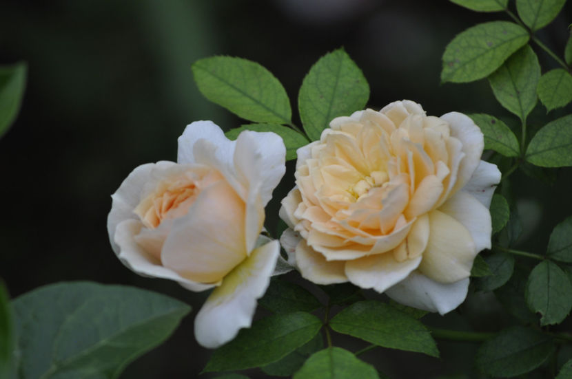 _DSC0040 - Garden of Roses
