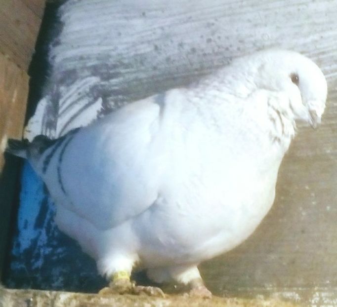  - - A - CRESCATOR POLIVALENT