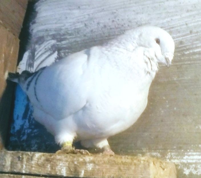  - - A - CRESCATOR POLIVALENT