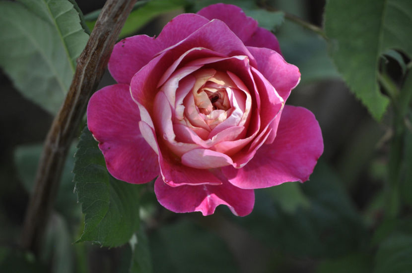 _DSC0149 - Centenaire de l Hay les Roses