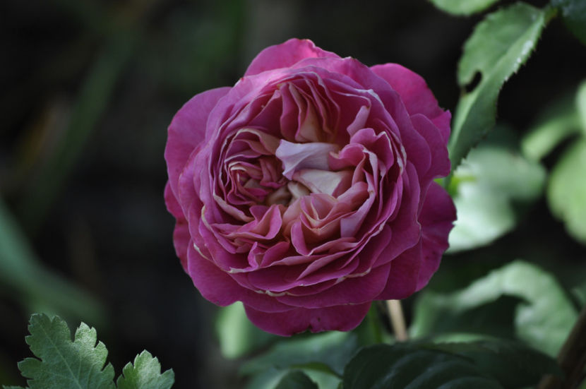 _DSC0105 - Centenaire de l Hay les Roses