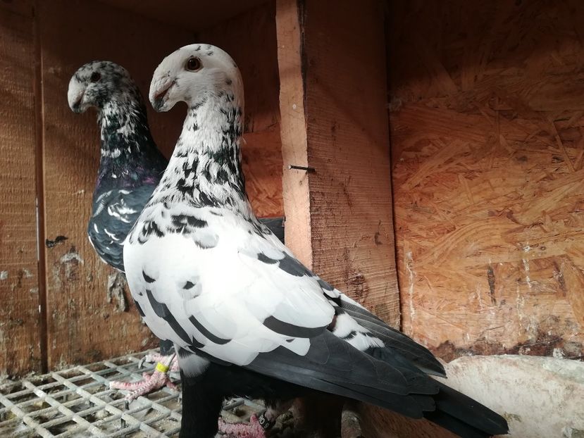  - Matca germani 2019