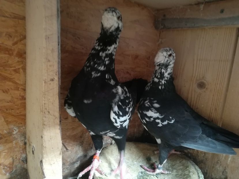  - Matca germani 2019