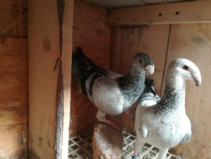  - Matca germani 2019