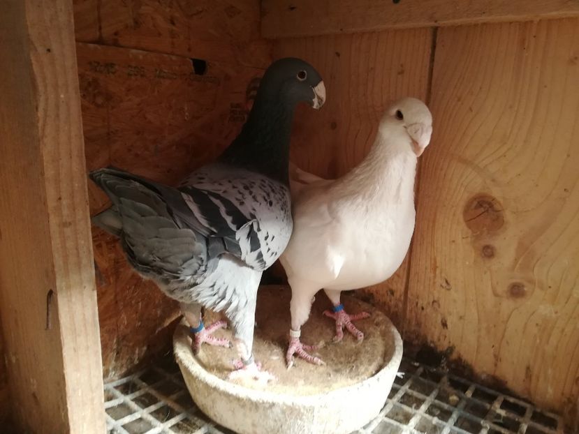  - Matca germani 2019